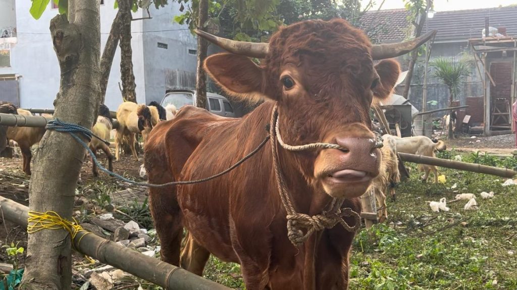 Satu Langkah Berkurban, Menebar Seribu Keutamaan di Hari Raya Idul Adha